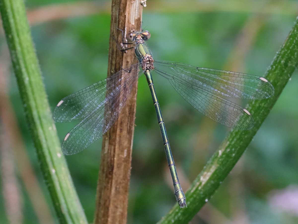 Chalcolestes_viridis